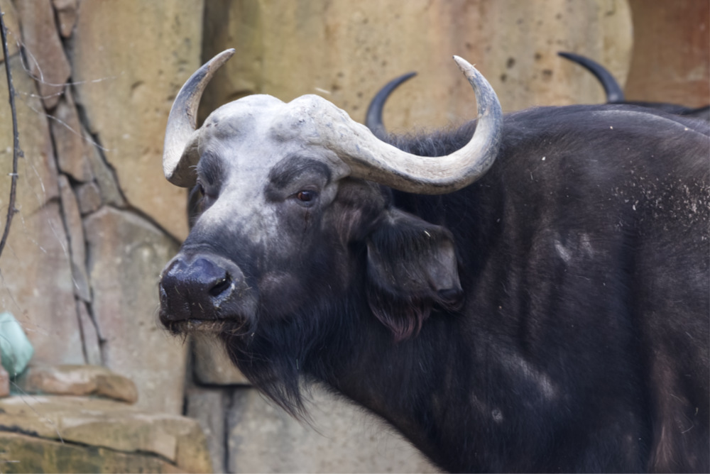 Afrikaanse Buffel 