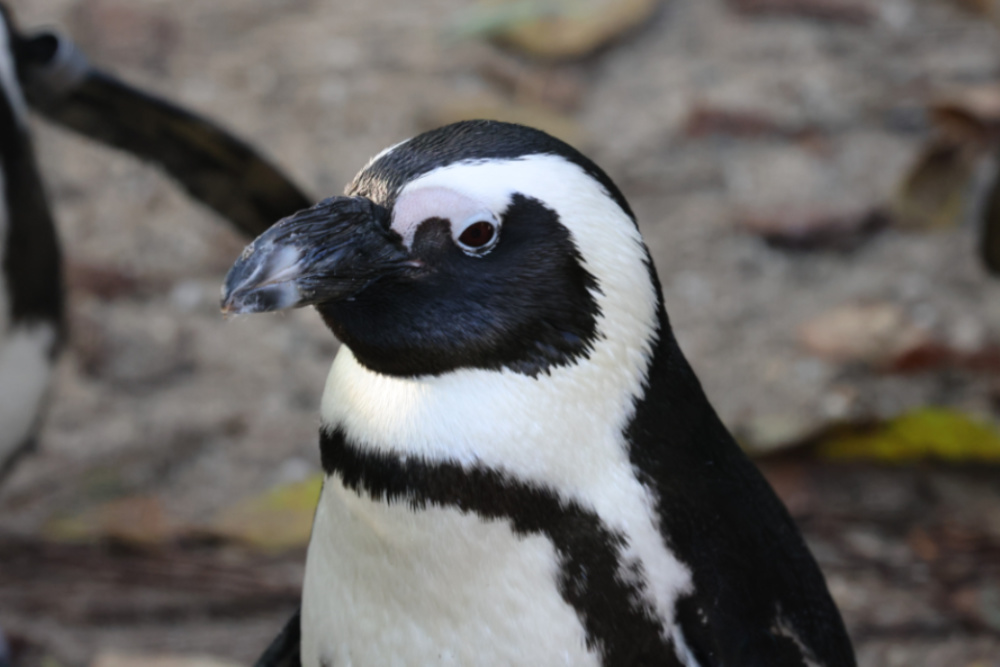 Afrikaanse pinguïn 