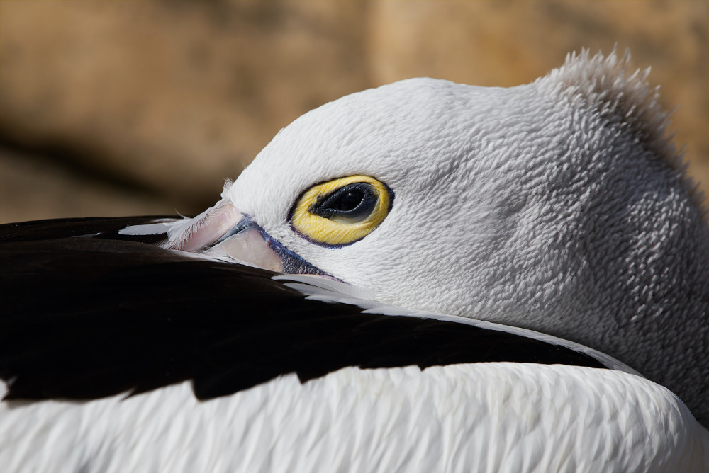 Australische pelikaan 