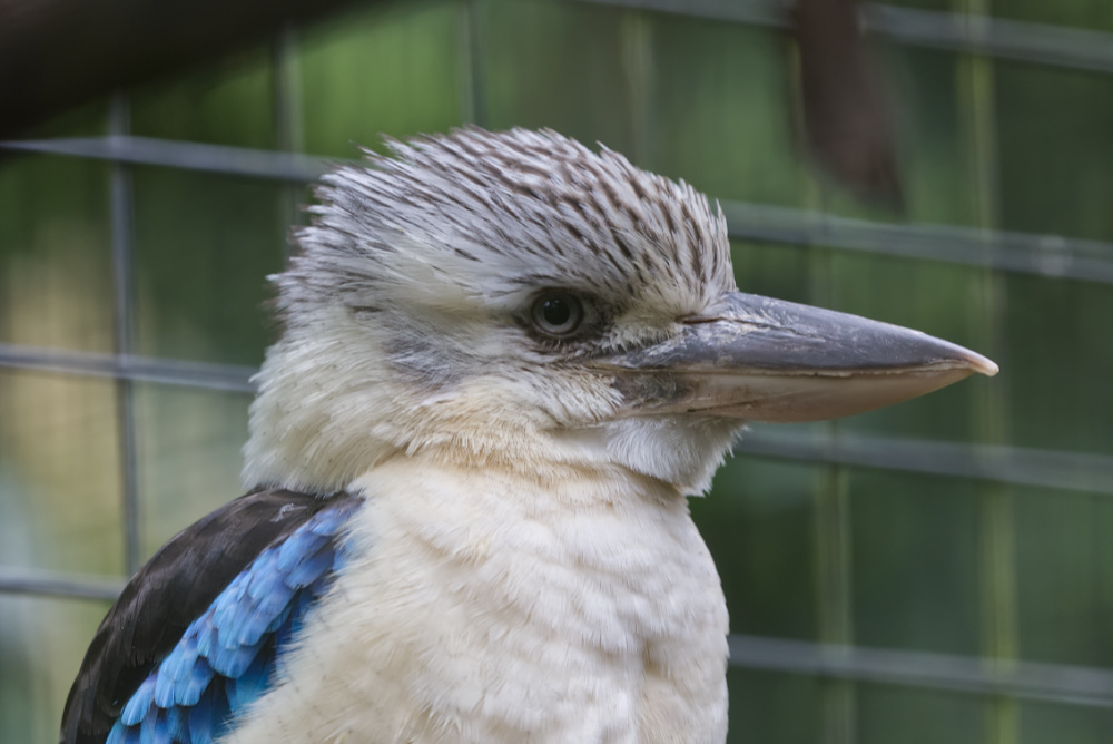 Blauw vl.kookaburra 