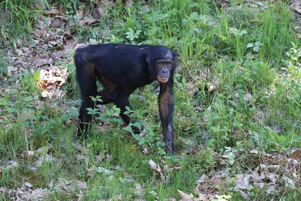Bonobo 