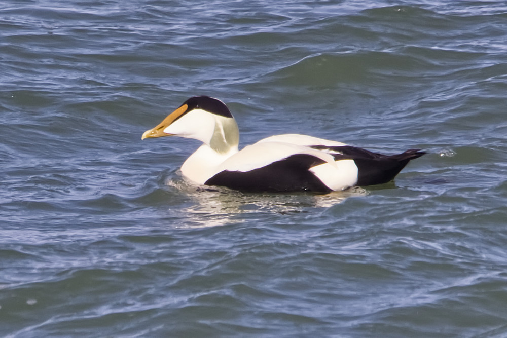 Eider eend