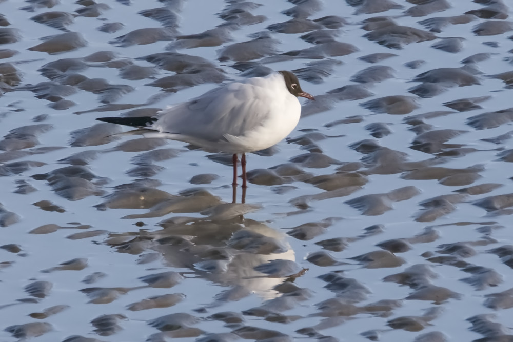 Kokmeeuw bij de Brouwersdam