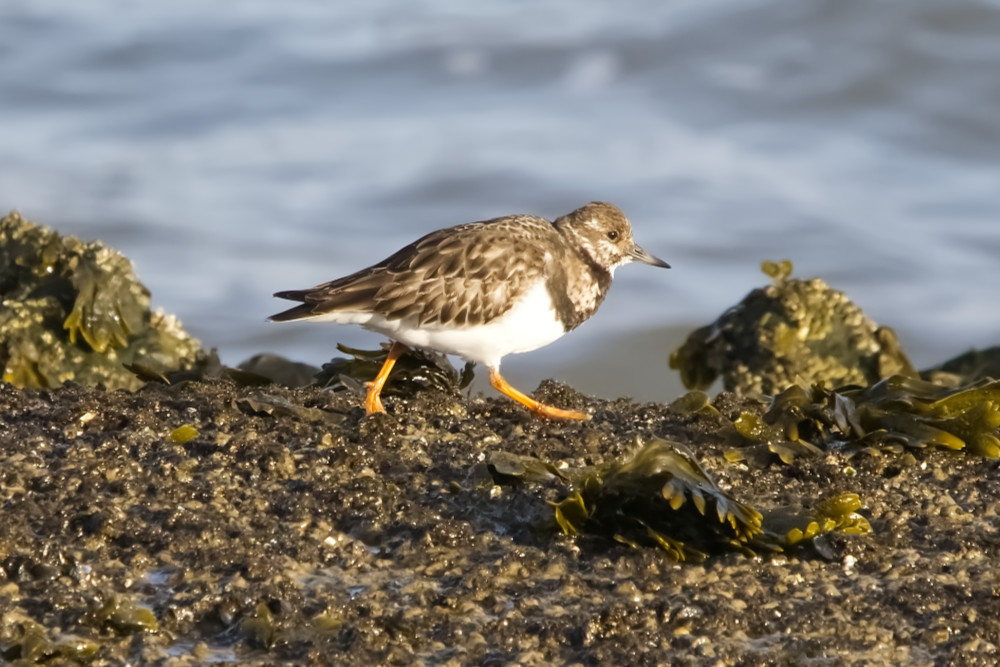 Steenloper bij Brouwersdam