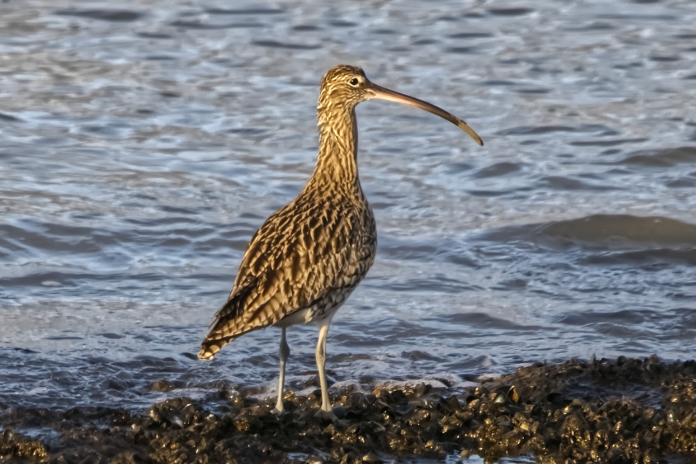 de Wulp bij de Brouwersdam
