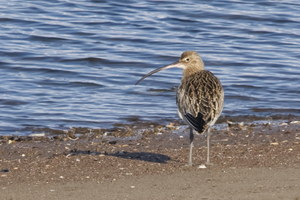 de Wulp op het strand