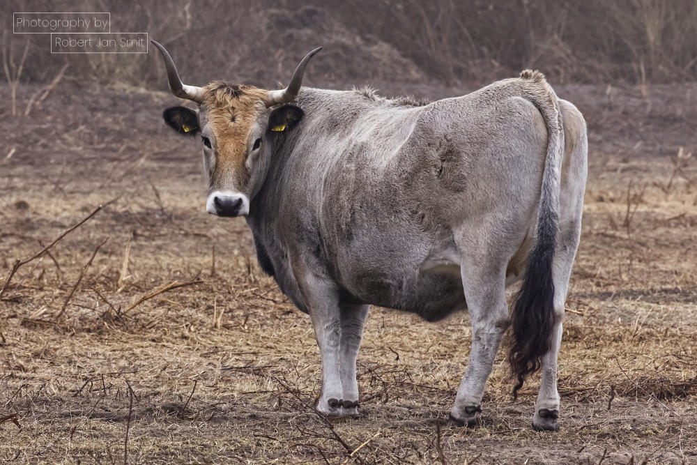 Touros in het Geuzenbos