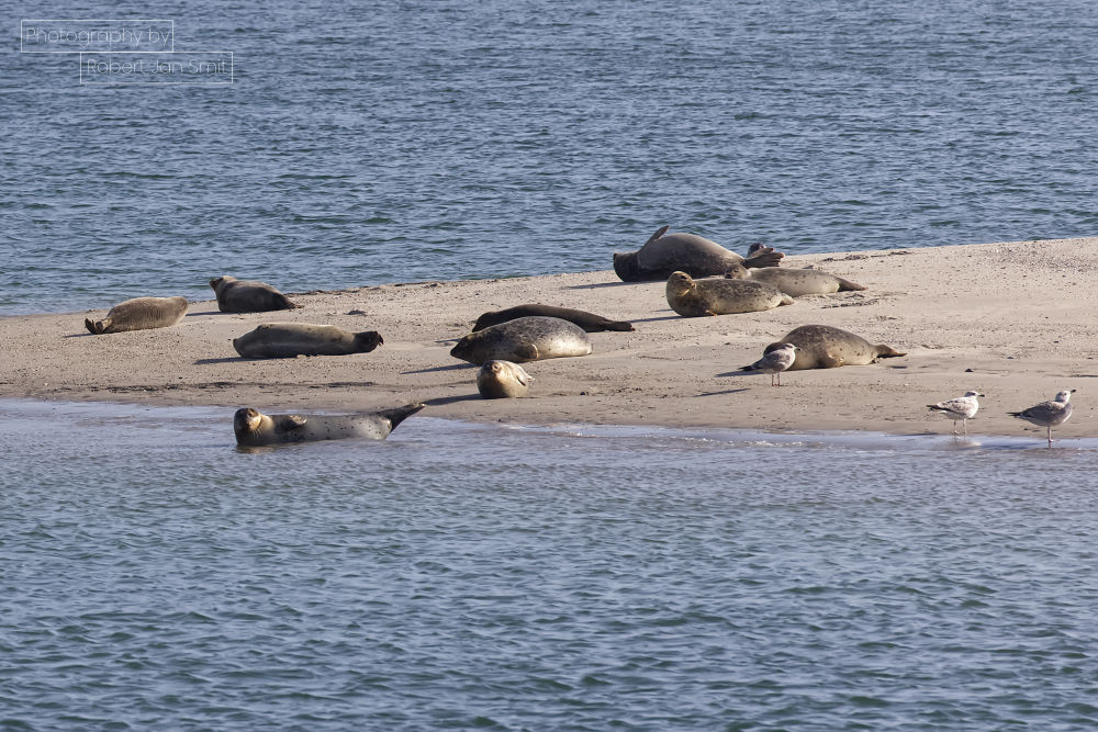 Zeehonden in de tweede Maasvlakte