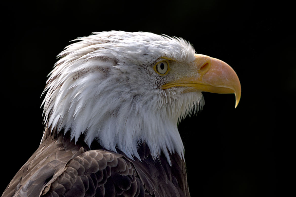 American Bold Eagle Hoenderdaell