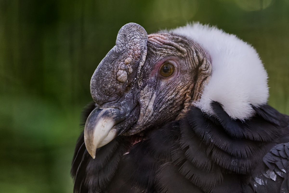 Leeuw dierenpark Amersfoort