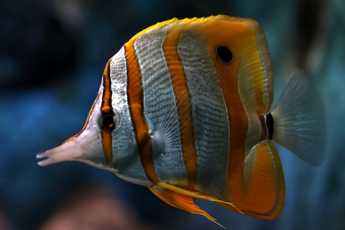 Foto van Pincetvis (Chelmon rostratus) in Artis Amsterdam