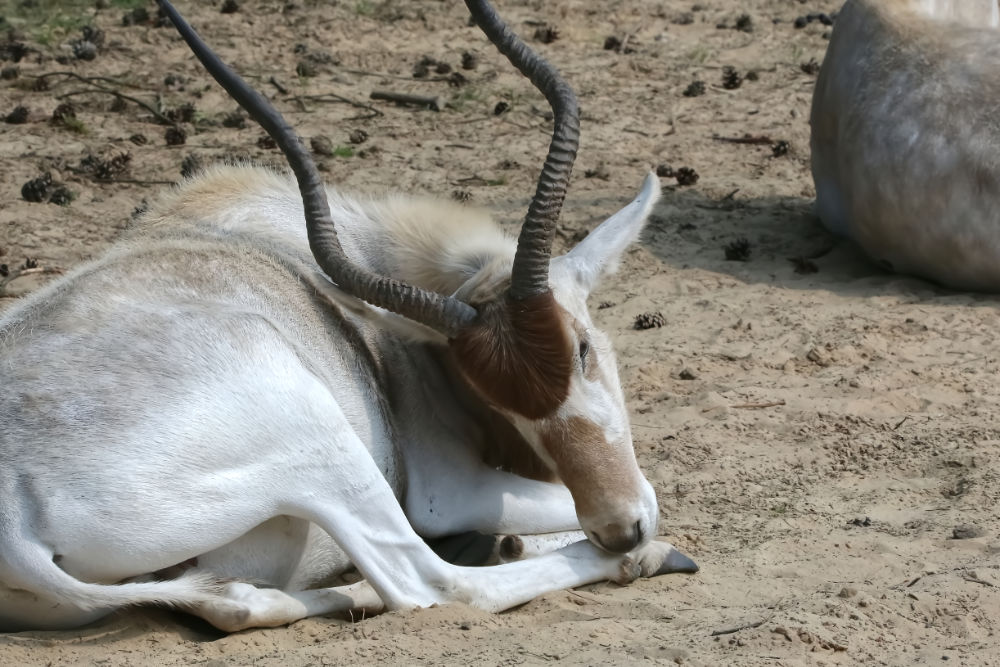 Addax 