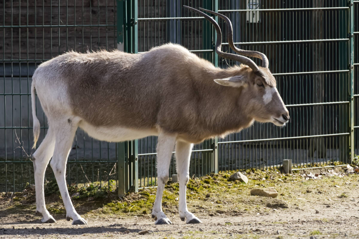 Foto van Addax (Addax nasomaculatus) in Tierpark Berlin