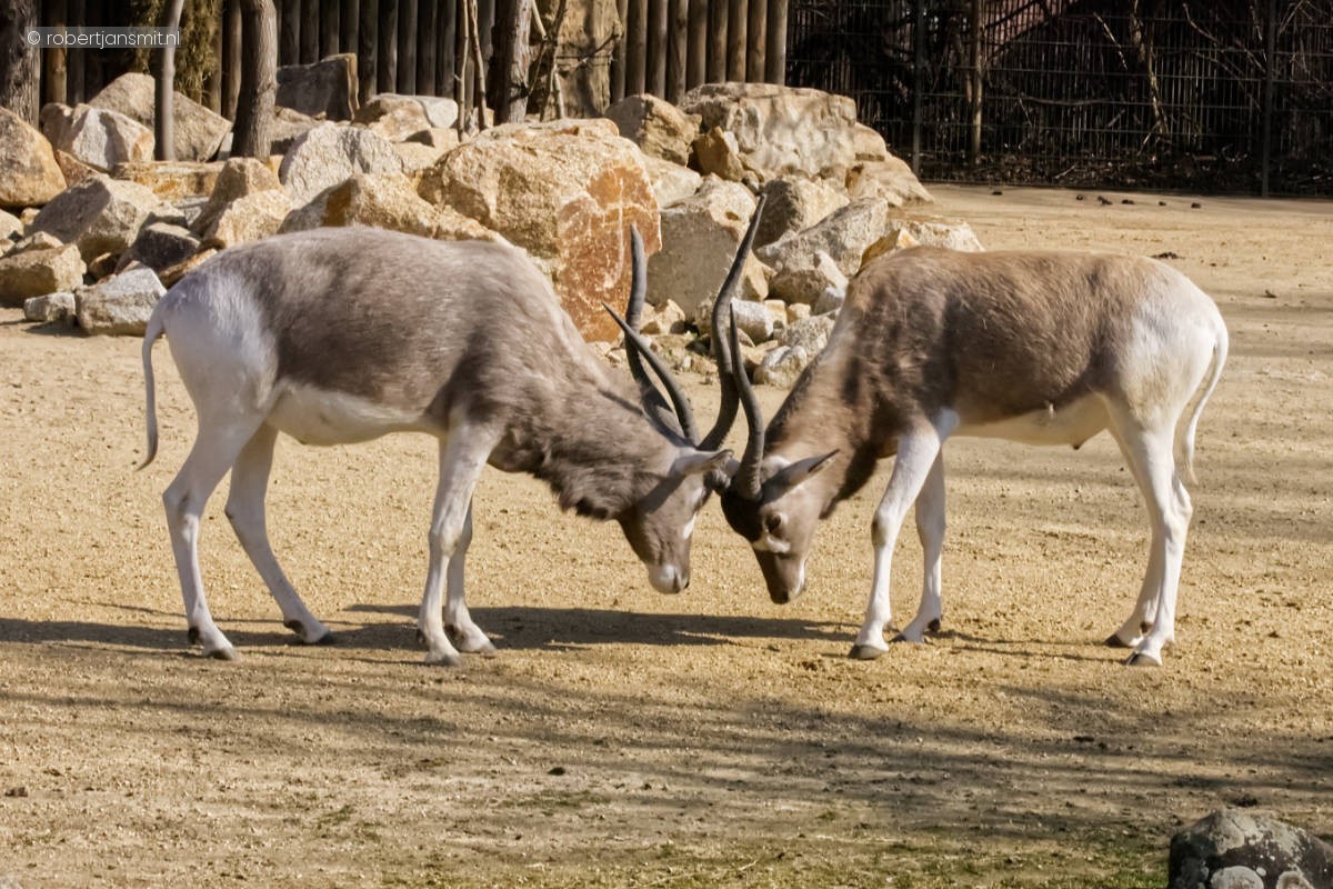 Foto van Addax (Addax nasomaculatus) in Zoo Berlin