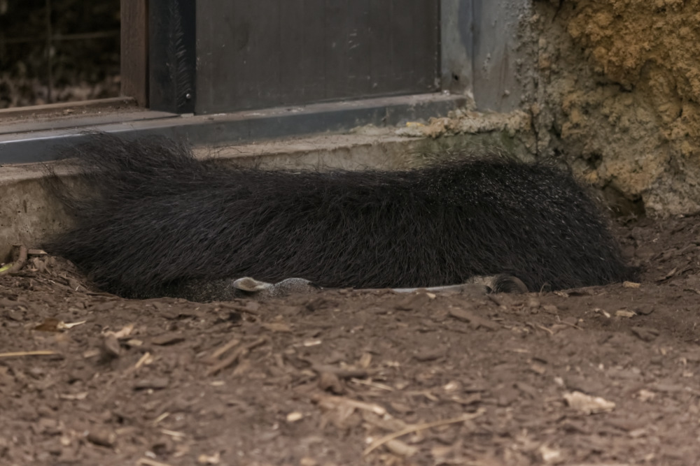 Foto van Afrikaans kwaststaartstekelvarken (Atherurus africanus) in ZooParc Overloon