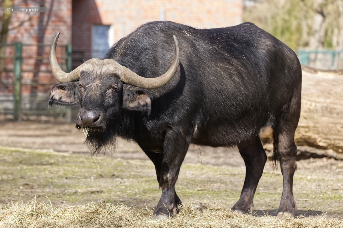Foto van Afrikaanse Buffel (Syncerus caffer) in Tierpark Berlin