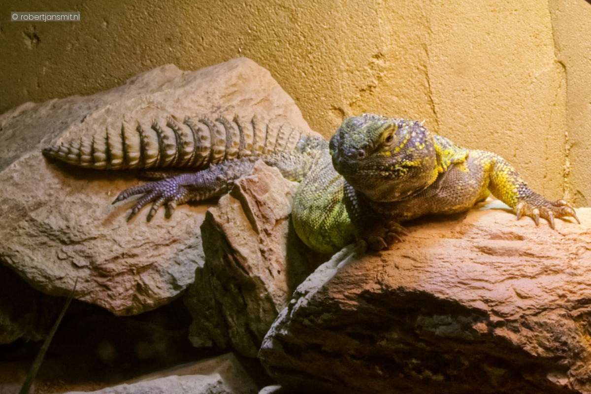 Foto van Afrikaanse doornstaartagame (Uromastyx acanthinura) in Dierenpark Amersfoort