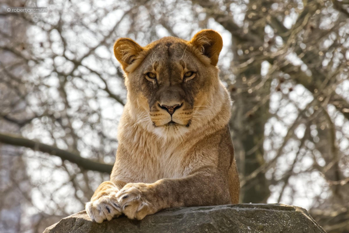 Foto van Afrikaanse Leeuw (Panthera leo) in Zoo Berlin