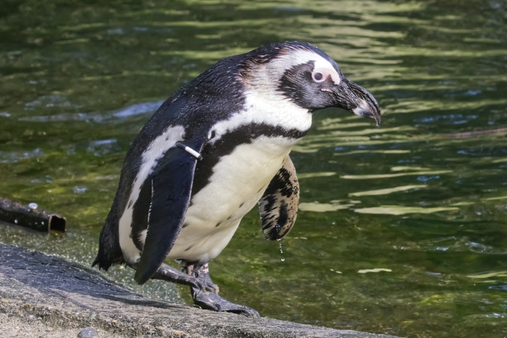 Afrikaanse pinguïn 