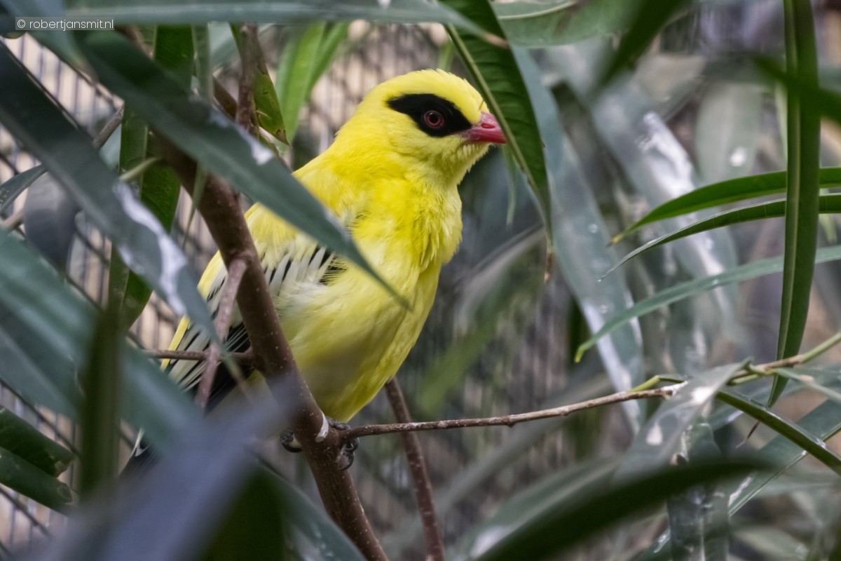 Foto van Afrikaanse wielewaal (Oriolus auratus) in Zoo Berlin