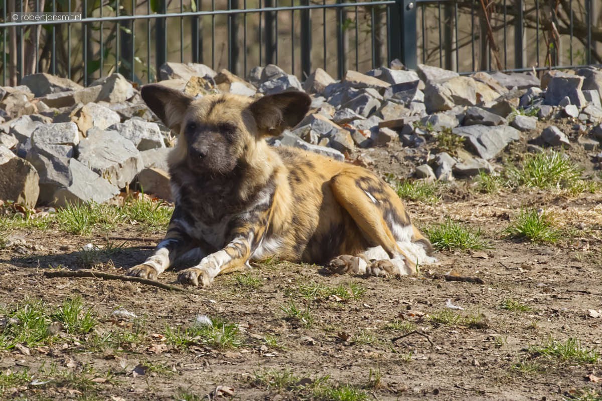 Foto van Afrikaanse Wilde Hond (Lycaon pictus) in Zoo Berlin