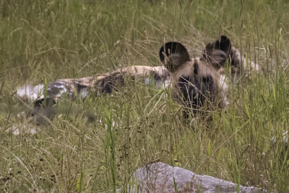 Foto van Afrikaanse Wilde Hond (Lycaon pictus) in ZooParc Overloon