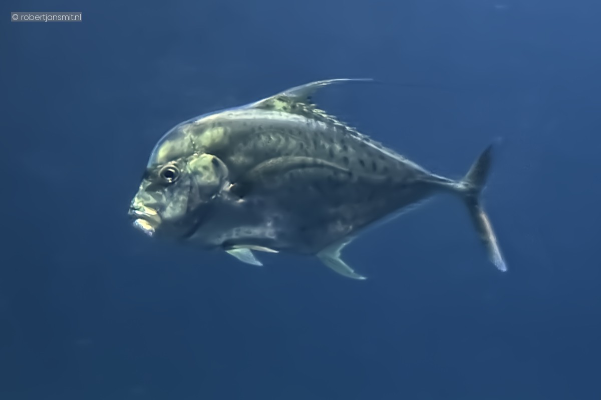 Foto van Indische spiegelvis (Alectis indica) in Burgers Zoo Arnhem