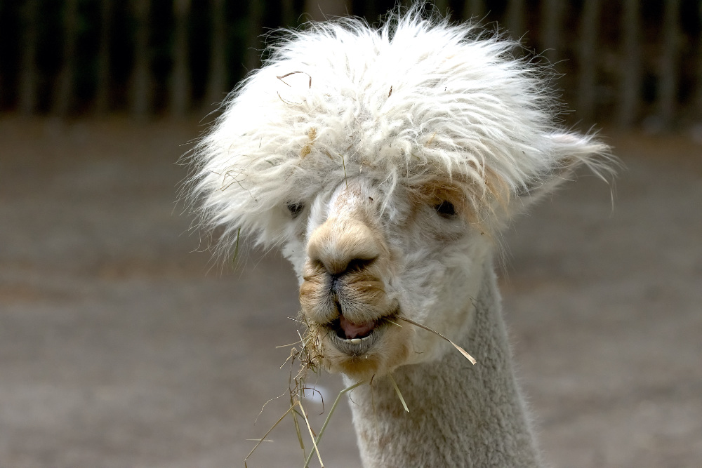 Alpaca 