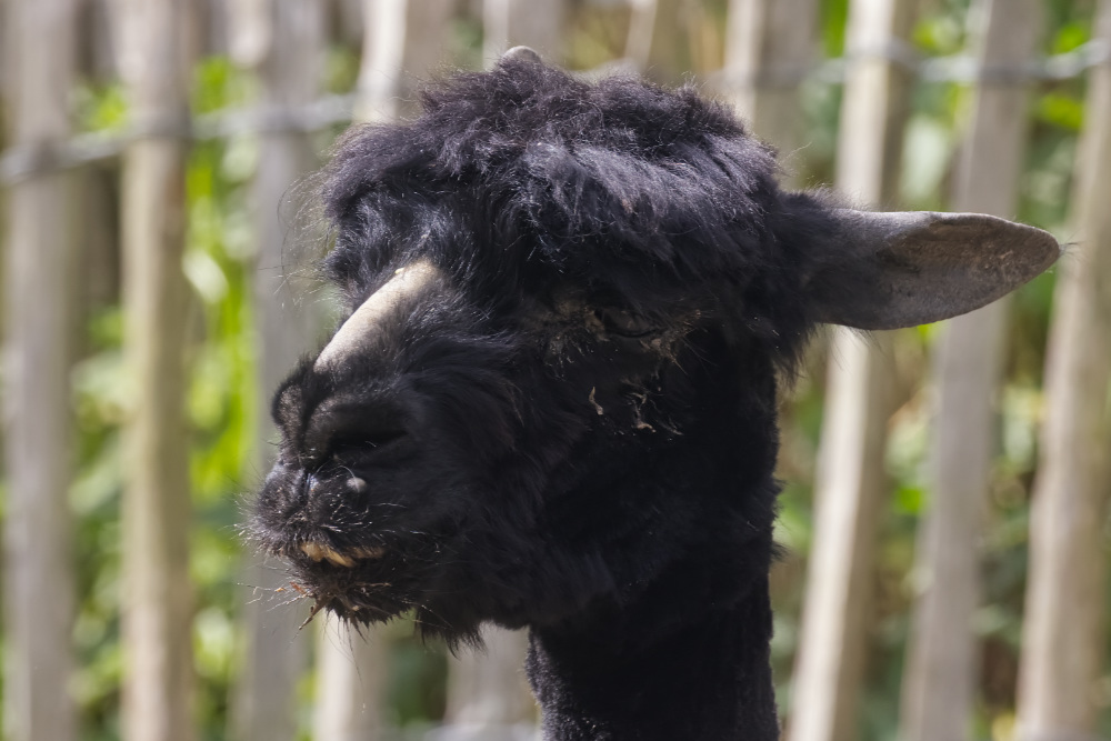 Alpaca 