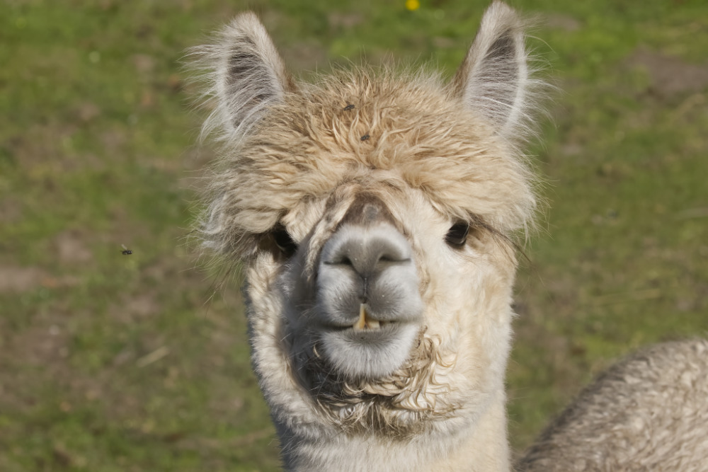 Alpaca 