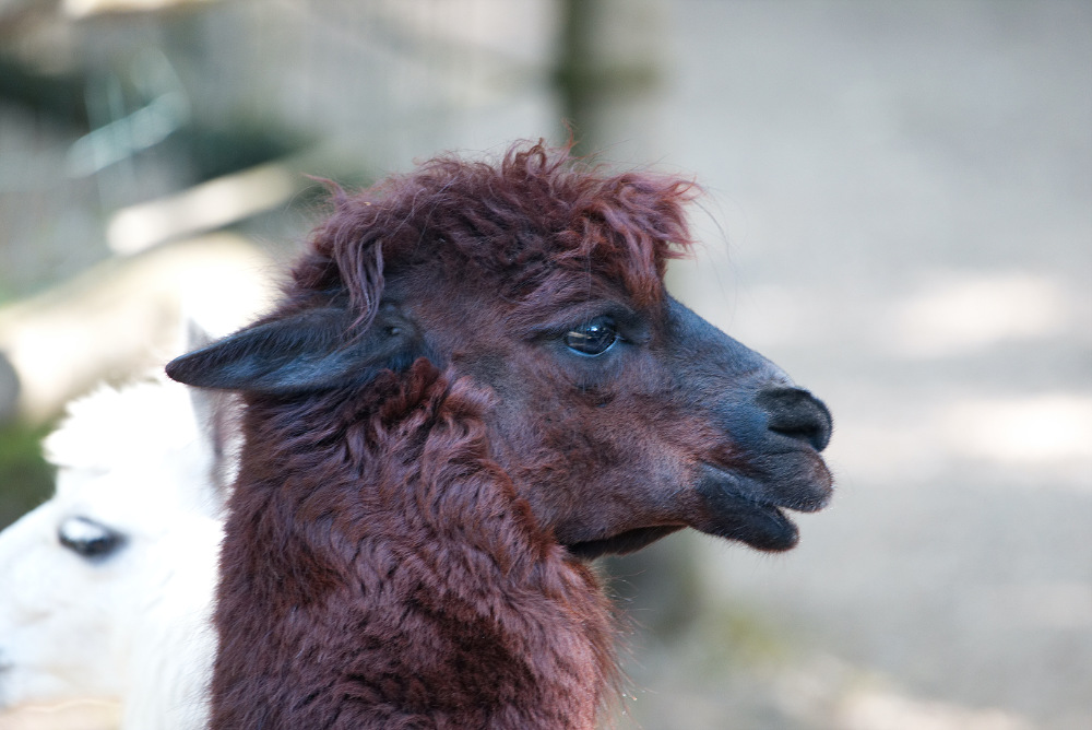 Alpaca 