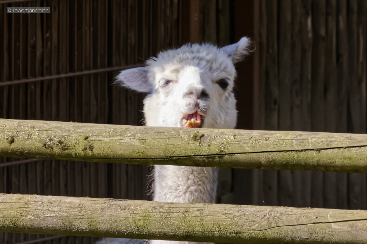 Foto van Alpaca (Vicugna pacos) in Zoo Krefeld