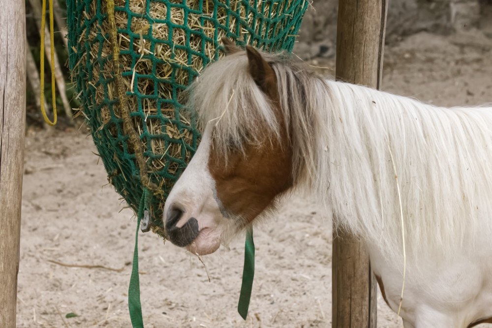 Foto van Amerikaans minipaard () in Pairi Daiza België