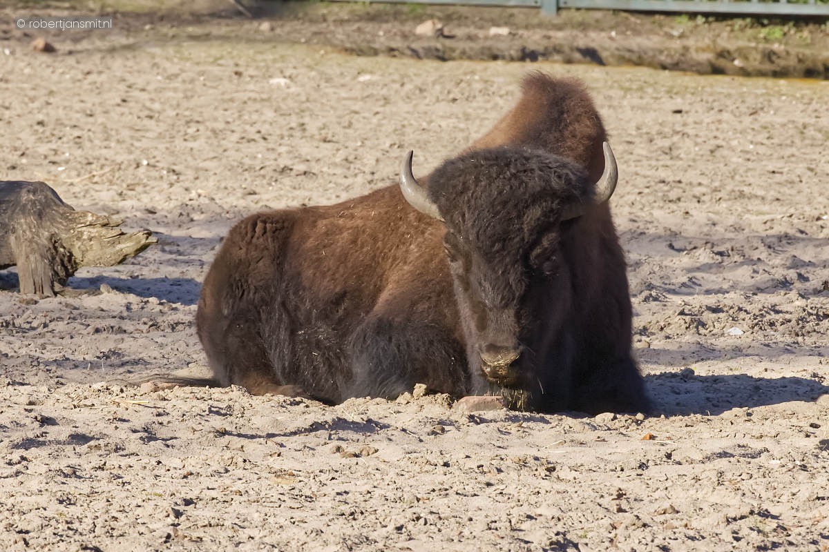 Foto van Amerikaanse bizon (Bison bison) in Tierpark Berlin