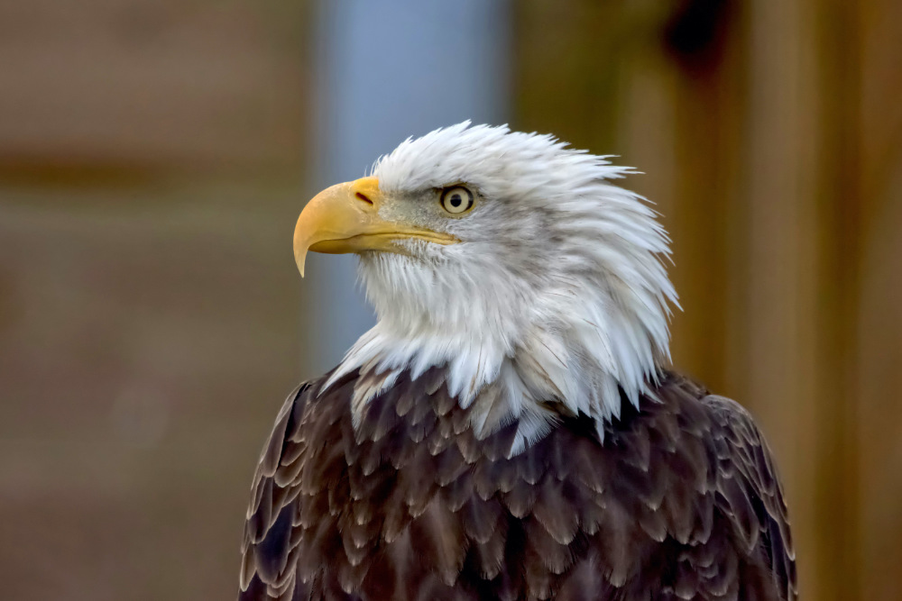 Amerikaanse Zeearend 
