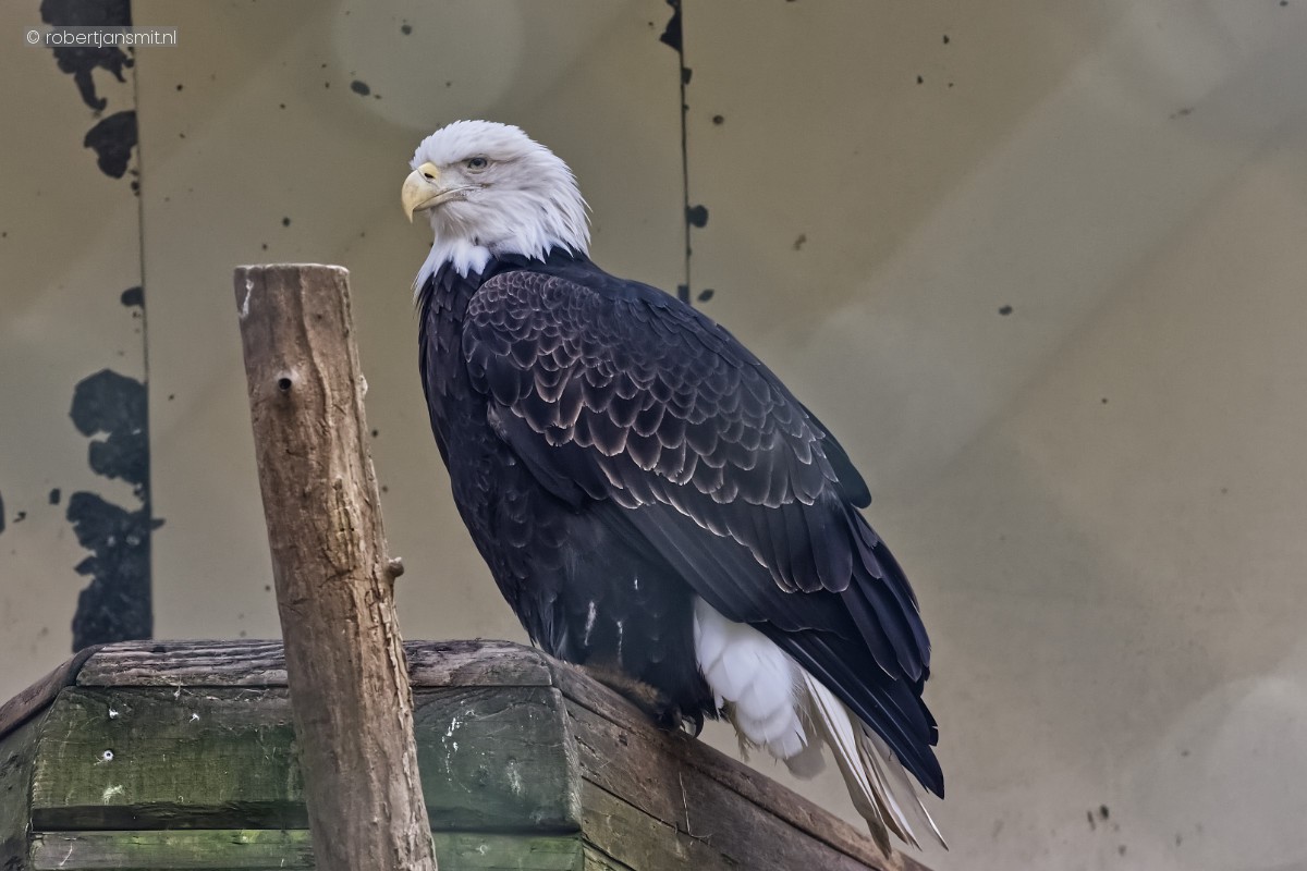 Foto van Amerikaanse Zeearend (Haliaeetus leucocephalus) in Tierpark Berlin