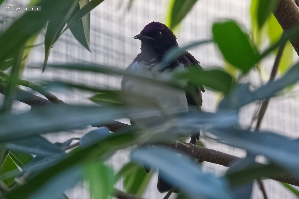 Foto van Amethistspreeuw (Cinnyricinclus leucogaster) in Zoo Berlin