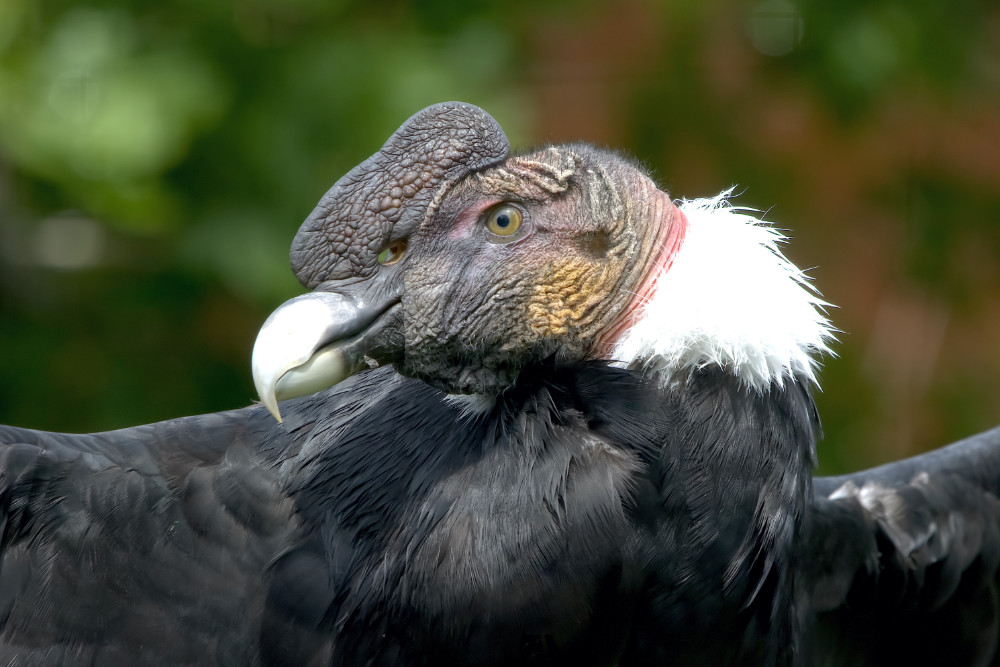 Andescondor 