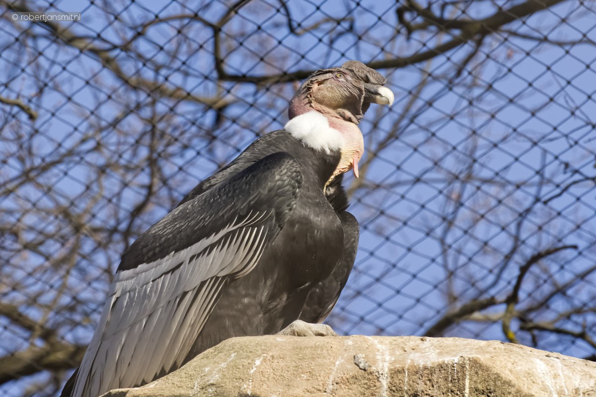 Foto van Andescondor (Vultur gryphus) in Zoo Berlin
