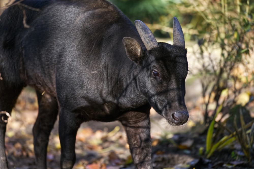 Anoa 