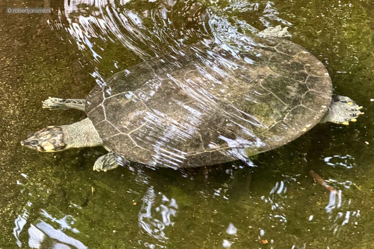 Foto van Arrauschildpad (Podocnemis expansa) in Zoo Krefeld