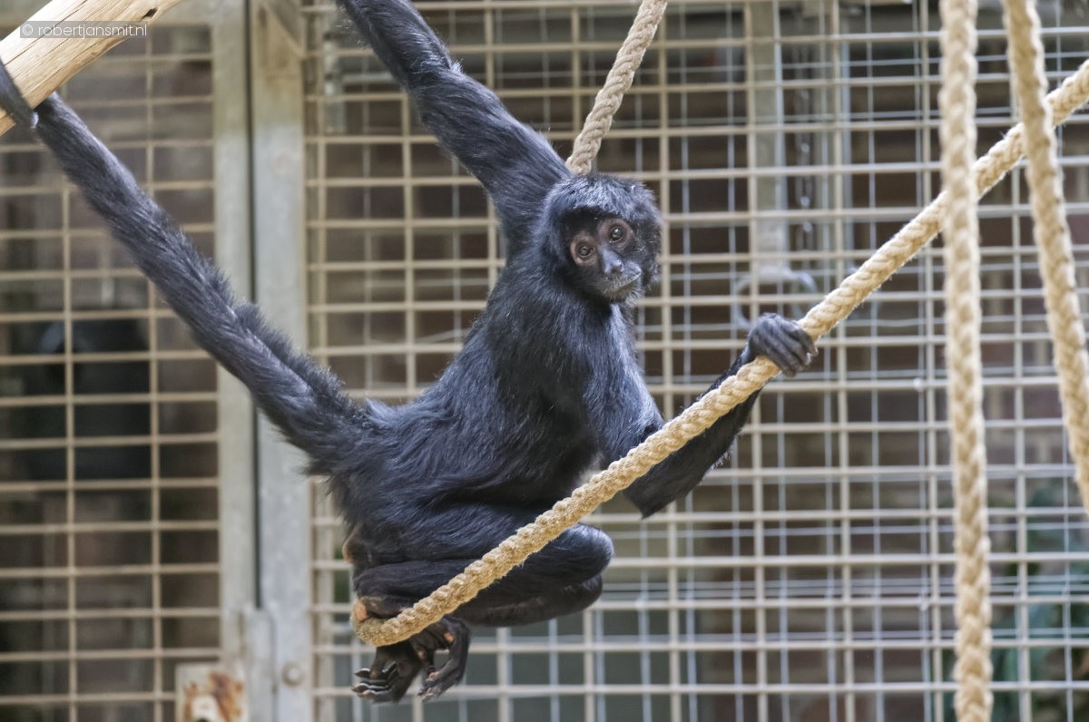 Foto van Colombiaanse zwarte slingeraap (Ateles fusciceps rufiventris) in Zoo Berlin