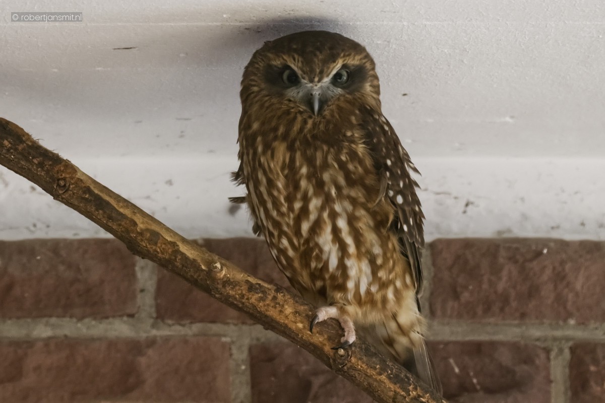 Foto van Australische Boeboekuil (Ninox boobook) in Tierpark Berlin