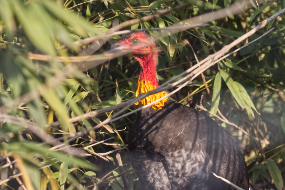 Australische boshoen 