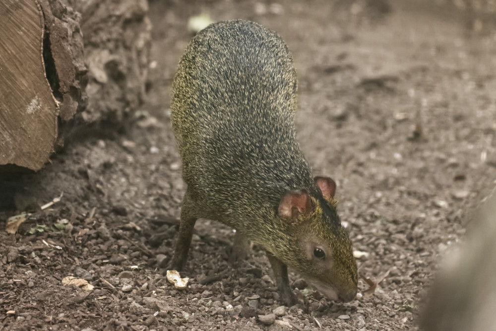 Azara’s agouti
