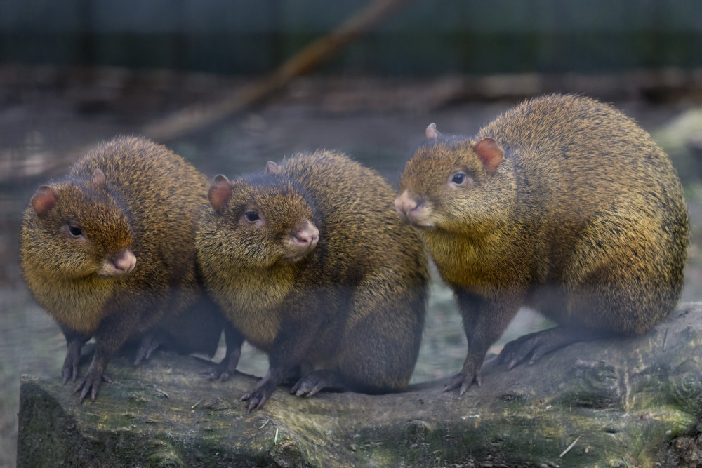 Azara’s agouti 