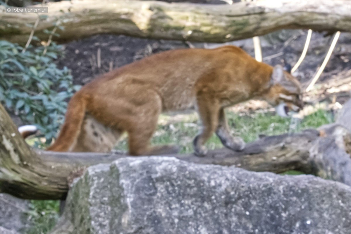 Foto van Aziatische goudkat (Catopuma temminckii) in Tierpark Berlin