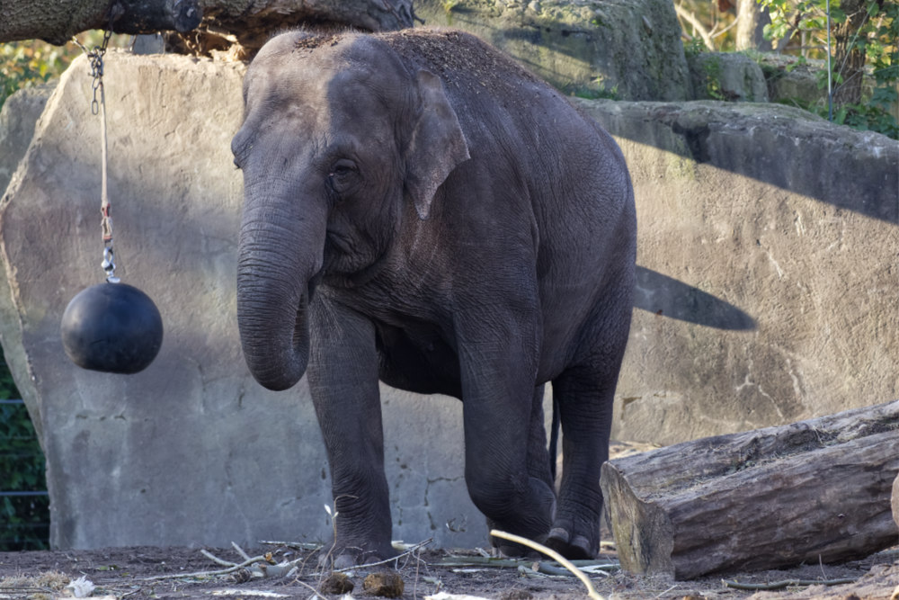 Aziatische Olifant 