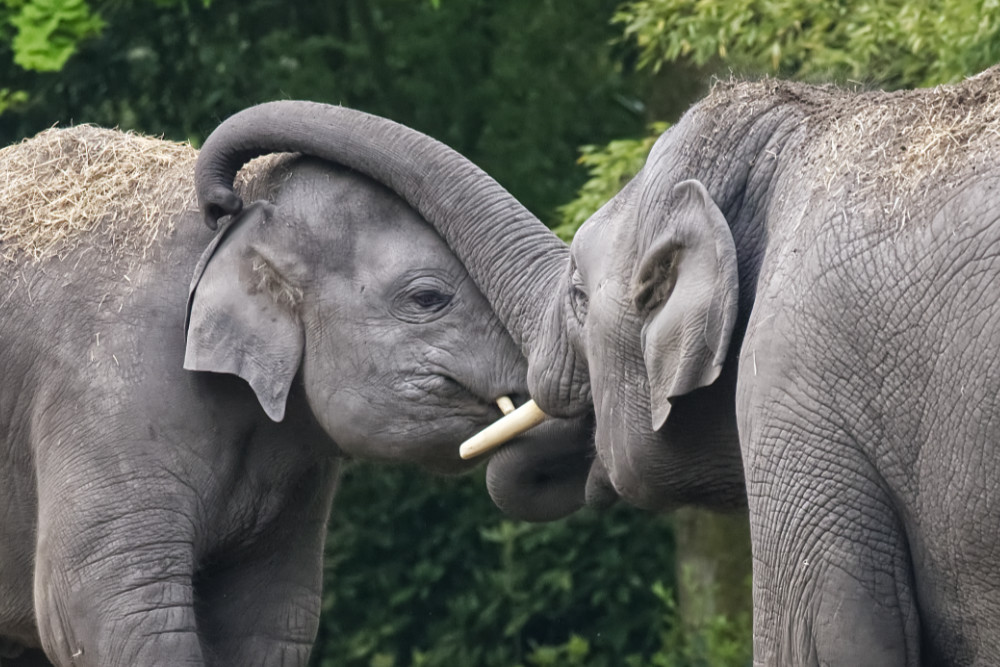 Aziatische Olifant 