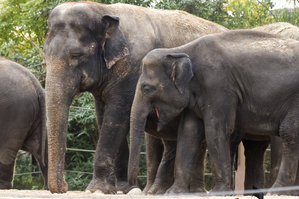 Aziatische Olifant 